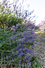 Obraz premium Blooming lavender in a summer field