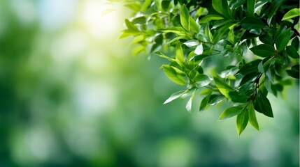 Obraz premium Fresh green leaves illuminated by gentle sunlight creating a dreamy spring atmosphere with a soft, glowing background and ample copy space on the left