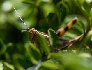 Grasshopper Hiding in Green Leaves