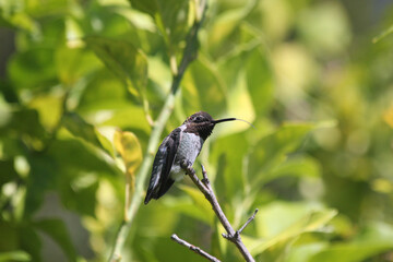 just a hummingbird sitting in a tree