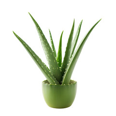Aloe Vera plant in a green pot isolated on a transparent background showcasing its vibrant green leaves and natural beauty, Aloe Vera plant isolated on transparent backgroundimage