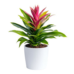 Bromeliad plant in simple ceramic pot showcasing vibrant colors in bright indoor setting, Bromeliad...