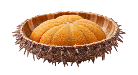 Fresh sea urchin delicacy seafood gourmet cuisine ocean food spiny shell delicious raw ingredient delicacy on transparent background