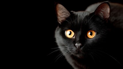 Striking black cat with piercing orange eyes looking directly at the camera against a dark background, closeup portrait showcasing sleek fur and intense gaze with ample copy space