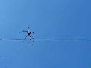 silhouette of a spider hanging on a horizontal thread against a bright blue sky background