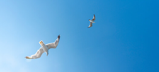 Seagulls soar gracefully in a clear blue sky above a coastal area during bright daylight hours