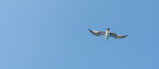 Seagull soaring majestically in the clear blue sky during a sunny day by the coast