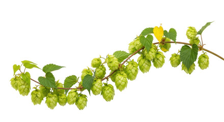 Isolated Hops Branch