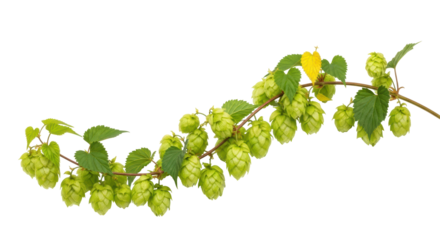 Isolated Hops Branch