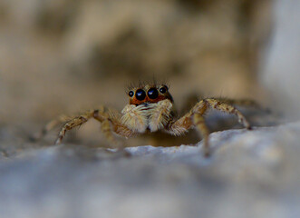 Mediterranean Jumping Spider Photo