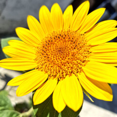 Girasole