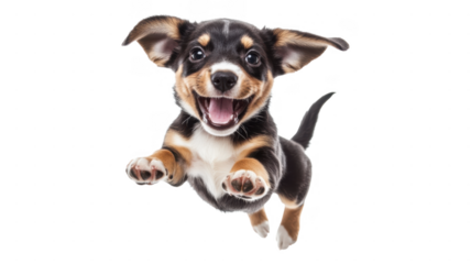 Playful puppy leaps joyfully with excitement against transparent background