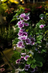 Obraz premium Beautiful flowers in the garden in the morning light.