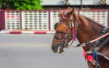 Close-up of a horse used as a carriage. Horse-drawn carriages in lampang, Thailand