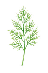 Watercolor dill sprig, fresh aromatic green herb, botanical culinary illustration.