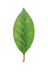 Obraz premium Watercolor bay leaf, aromatic green spice herb, botanical culinary illustration.