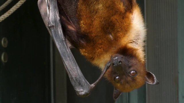 Close up of a flying fox or fruit bat resting and hanging in a mini me pose on sunny spring day