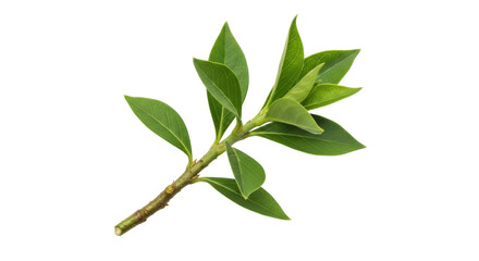Isolated Branch With Green Leaves