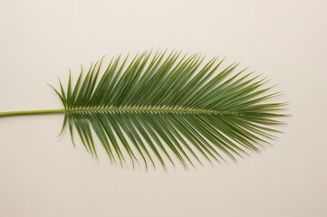 Fototapeta premium Top view of a palm frond with blank area for writing. Simple artistic theme.