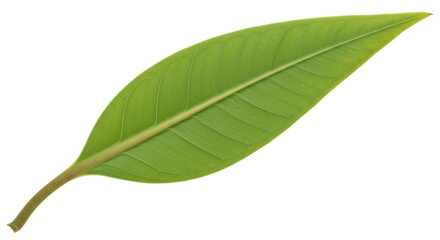 Fototapeta premium Isolated Green Leaf