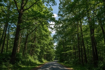 Fototapeta premium Summer pathway through the woods with sunlight and greenery