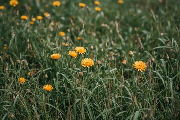 Fototapeta premium Moderate climate blooms are uniquely beautiful