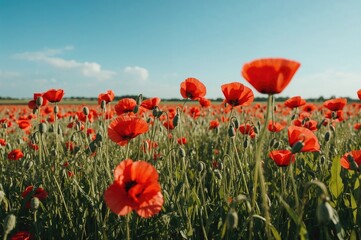 Obraz premium A Meadow Covered in Vibrant Red Poppies