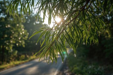 Naklejka premium Lush green acacia with tilted branches covered in morning dew against a sunlit blurred meadow background