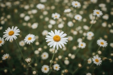 Fototapeta premium Chamomile Blossoms: White and Yellow Meadow Blooms