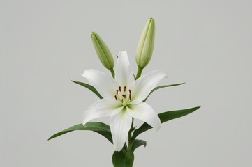 Fototapeta premium Fully bloomed white lily accompanied by green foliage and a bud against a gentle grey backdrop. A graceful, fresh, and organic floral arrangement ideal for themes of beauty, purity, and romance.