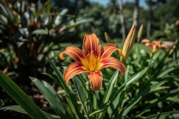 Obraz premium Graceful daylily bloom featured in garden decor setting with summer vibes, greenery, and natural elements