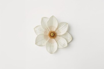 Fototapeta premium Blossom on a Sheet of White Paper