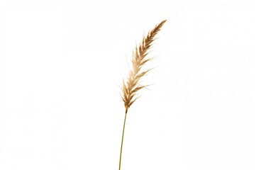 Fototapeta premium A serene grass blossom illuminated by the gentle morning glow, surrounded by soothing natural hues of the changing seasons.
