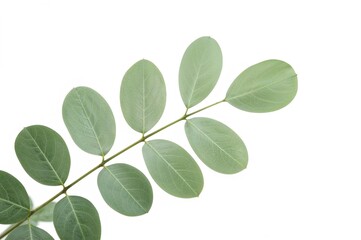 Green eucalyptus foliage isolated on a white backdrop