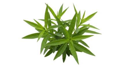 Isolated Green Verbena Plant