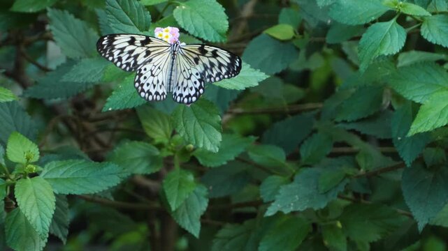 Close up macro of a tree nymph butterfly feeding on flower nectar on a sunny spring day
