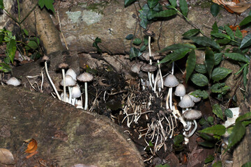 森の朽木に自己溶解するヒトヨタケ茸コロニー（縦長・アウトドアフィールド菌＆キノコ類マクロ撮影）