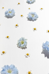 Chamomile and larkspur flowers pattern on white bright background on harsh sunlight