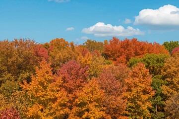 Fototapeta premium Autumn Leaves Showcase a Variety of Colors in the Forest
