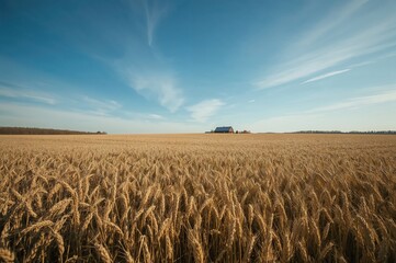 Naklejka premium Autumn countryside landscape featuring a golden wheat farm under a bright blue sky
