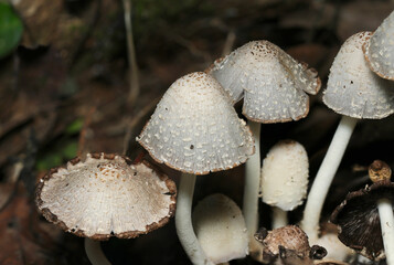 森の朽木影にヒトヨタケ茸がコロニーを形成（アウトドアフィールド菌＆キノコ類マクロ撮影）