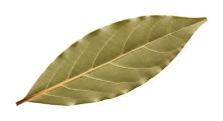 Isolated Bay Leaf