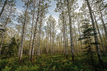 Naklejka premium Birch Tree Forest Scene