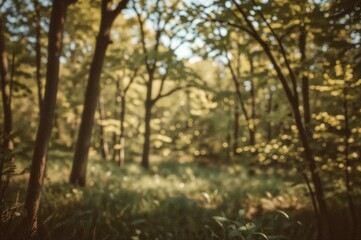 Obraz premium Blurred woodland backdrop for text overlay