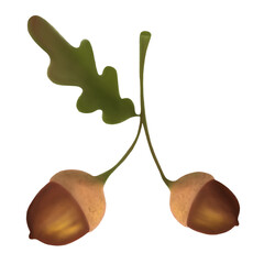 oak branch with acorns