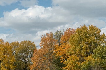 Naklejka premium A chilly autumn day with overcast skies and trees adorned in yellow and green foliage