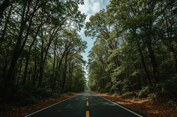 Fototapeta premium Asphalt highway beneath a leafy forest canopy and sky backdrop