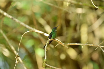 beija-flor 