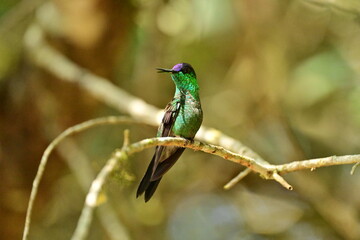 beija-flor 
