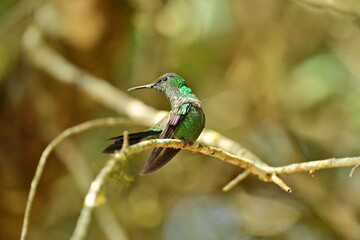 beija-flor 